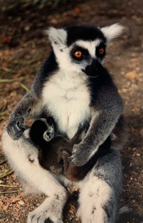 Ring-tailed Lemur - Cougar Mountain Zoo