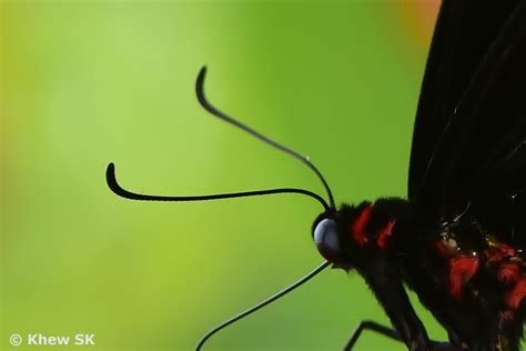 Butterflies of Singapore: The Butterfly Antennae