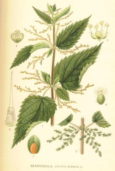 Common Nettle, stinging nettle Seeds (Urtica dioica)