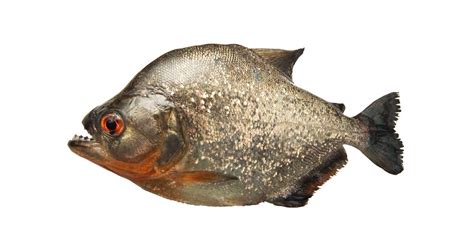 Piranha Facts | Where Do Piranhas Live | DK Find Out