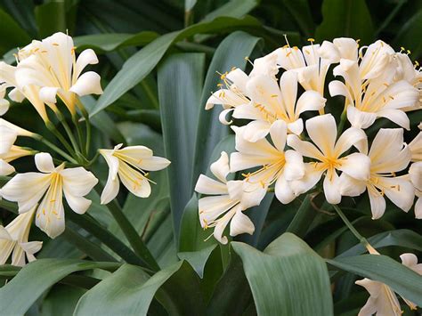 Clivia miniata var. citrina (Yellow Clivia) - World of Flowering Plants