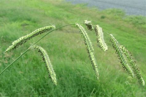 Paspalum Grass - A Complete Guide to the Pesty Weed