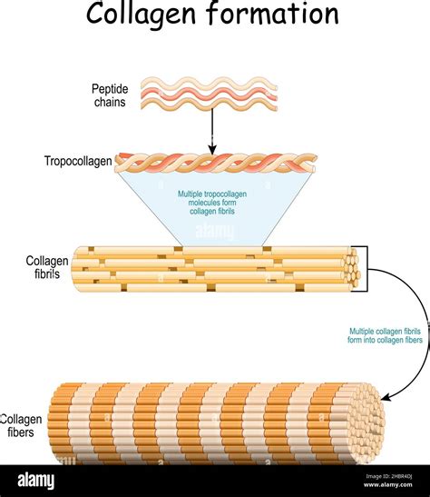 Collagen formation Cut Out Stock Images & Pictures - Alamy