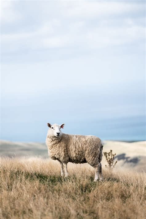 White sheep on field, HD phone wallpaper | Peakpx