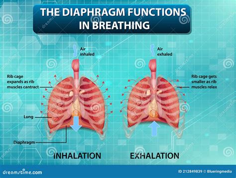 The Diaphragm Functions in Breathing Stock Vector - Illustration of care, diagram: 212849839