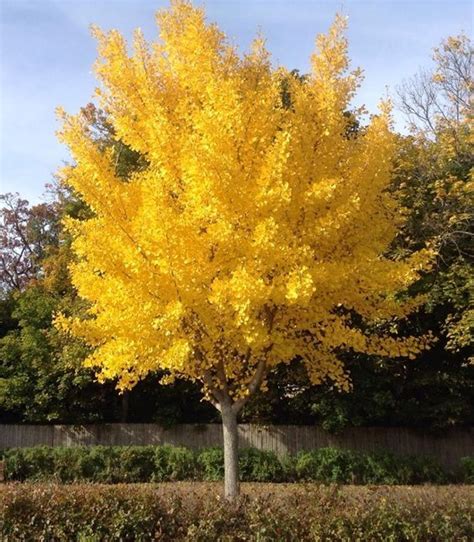 Ginkgo biloba 'Autumn Gold' | Ginkgo biloba tree, Blooming trees, Flowering trees