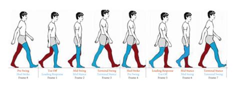 The norm output of the gait cycle frame at human walking gait cycle. | Download Scientific Diagram