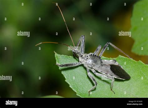 Wheel Bug, Arilus cristatus Stock Photo - Alamy