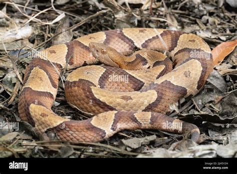 Eastern Copperhead snake from Coastal North Carolina - Agkistrodon contortrix Stock Photo - Alamy