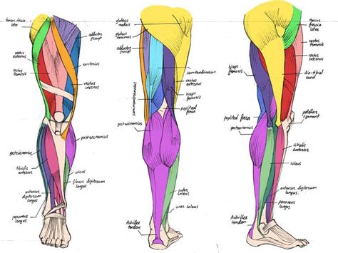 Muscles of the Leg Anatomy