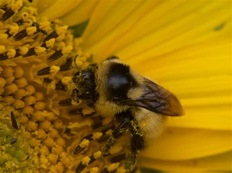 A bumblebee | A bumblebee in a sunflower flower | Lise1011 | Flickr