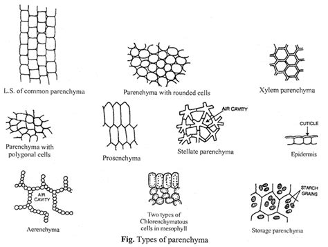 Parenchyma Cell- Definition, Structure, Types, Functions