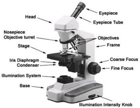 Binocular Microscope Diagram | www.pixshark.com - Images Galleries With A Bite!