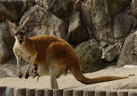 福岡市動物園｜カンガルーの赤ちゃんが生まれました!