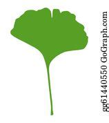 900+ Ginkgo Leaf Clip Art | Royalty Free - GoGraph
