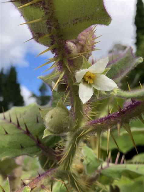 Solanum quitoense (Naranjilla) - Wave Hill