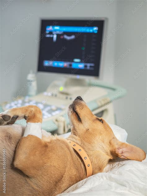 Dog having an abdominal ultrasound in veterinary Stock Photo | Adobe Stock