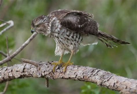 How Do Hawks Avoid Predators? Revealing Their Tactics! | Learn Bird Watching