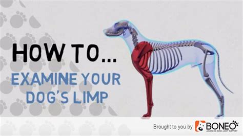 What to Do if Your Dog is Limping - 4 Easy to Follow Tips - YouTube