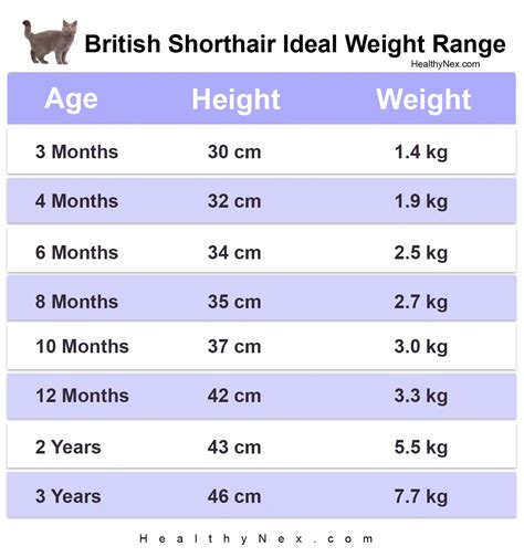 British Shorthair Weight Chart By Age & Height