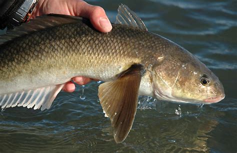 Big Fishes of the World: PATAGONIA MULLET (Eleginops maclovinus)