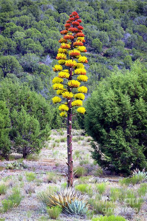 Flowering Agave Photograph by Douglas Taylor - Pixels