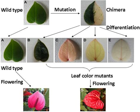 The process of leaf color mutants formation and phenotype of wild type ...