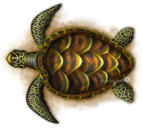 Hawksbill Sea Turtle Drawing : How to Draw a Hawksbill Turtle ...