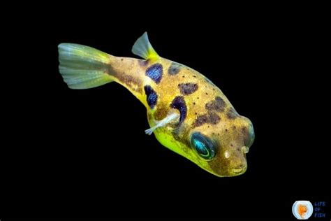 Dwarf Pea Puffer Care | Tiny Yet Competitive Fish