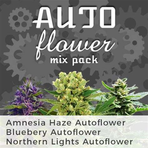 Autoflower Seeds Mixpack Original - ILGM