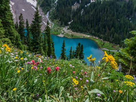 A Guide to Colorado Wildflowers & Wildflower Season