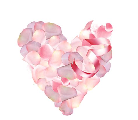 St Valentin Petals Pink Rose - Free image on Pixabay
