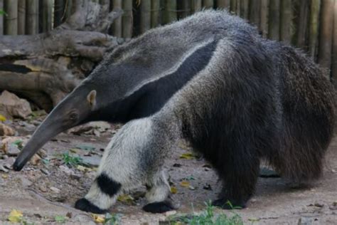 4 Different Types of Anteaters | NatureNibble