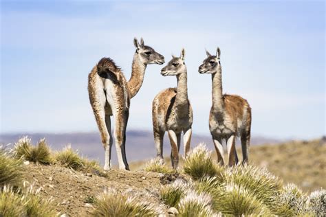 A Guide to Llamas, Alpacas, Guanacos, and Vicuñas