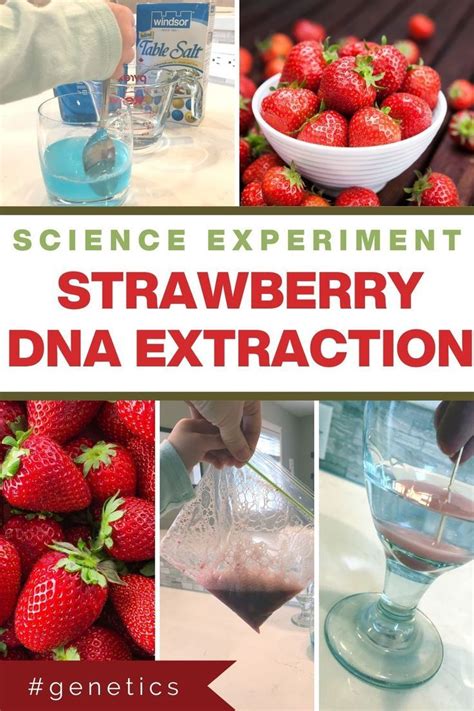 Simple Strawberry DNA Extraction Science Experiment in 2020 | School ...