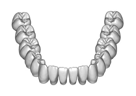 Lower jaw teeth anatomy 3D model | CGTrader
