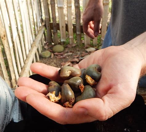 Germinating Cashew Nuts | The Survival Gardener