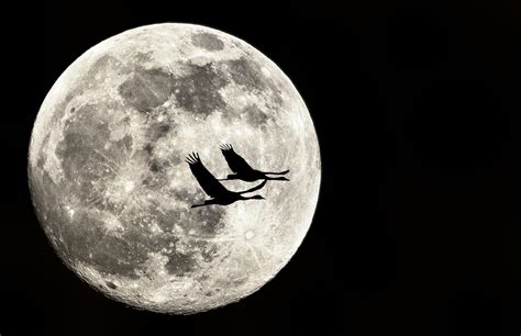 Flying to the moon | Moon, Flying, Nature