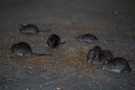 Rats are an ongoing problem in DC. Here’s what residents can do to help - WTOP News