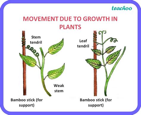 Tropic movements - Types, Examples [with Images] - Teachoo Class 10