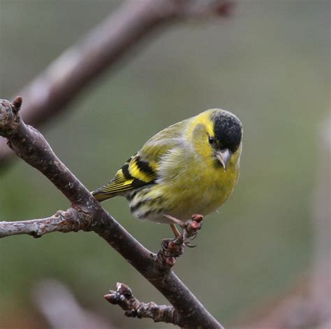 Yellowhammer - BirdWatch Ireland