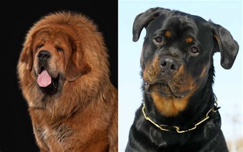 Top 15 Tibetan Mastiff Mix Breeds