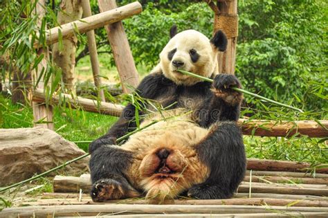 Giant panda eating bamboo. stock photo. Image of gate - 25370980