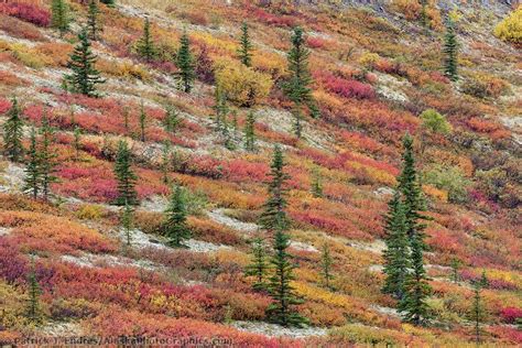 Autumn colored tundra landscape / Spruce trees, dwarf birch and ...