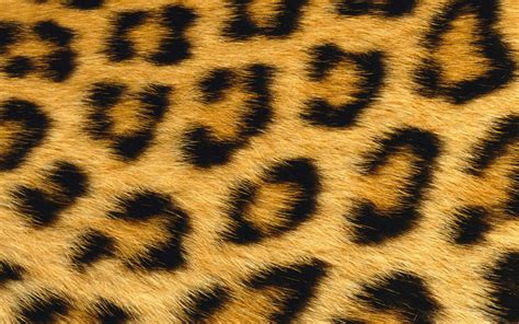 Leopard Skin Wallpapers - Wallpaper Cave