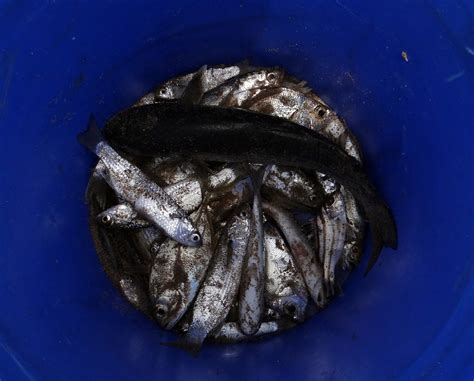 Fish,drying,indian oil sardine,sardinella longiceps,ray-finned fish ...