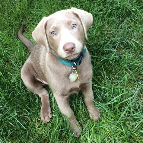 Silver Lab - The Facts About Silver Labrador Retrievers