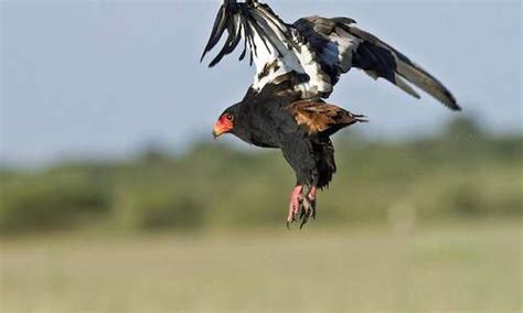 Botswana Wildlife Conservation - Public versus Private Concessions