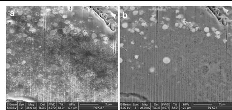 Figure 1 from Focused ion beam (FIB)/scanning electron microscopy (SEM ...