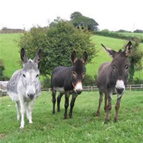 Donkey Sanctuary is fundraising for The Donkey Sanctuary